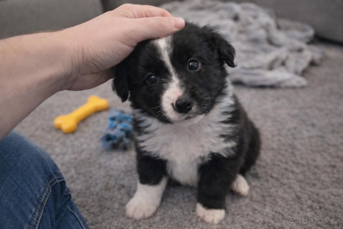 Nabízím krásná štěňata border kolie - 3