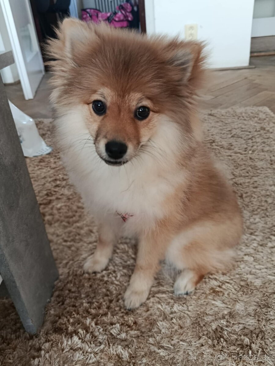 Německý špic. - 3