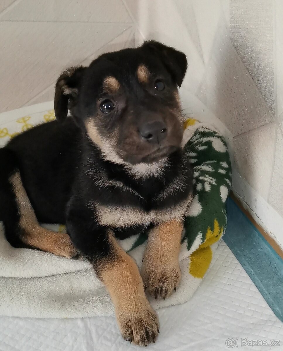 Německý Ovčák - 3