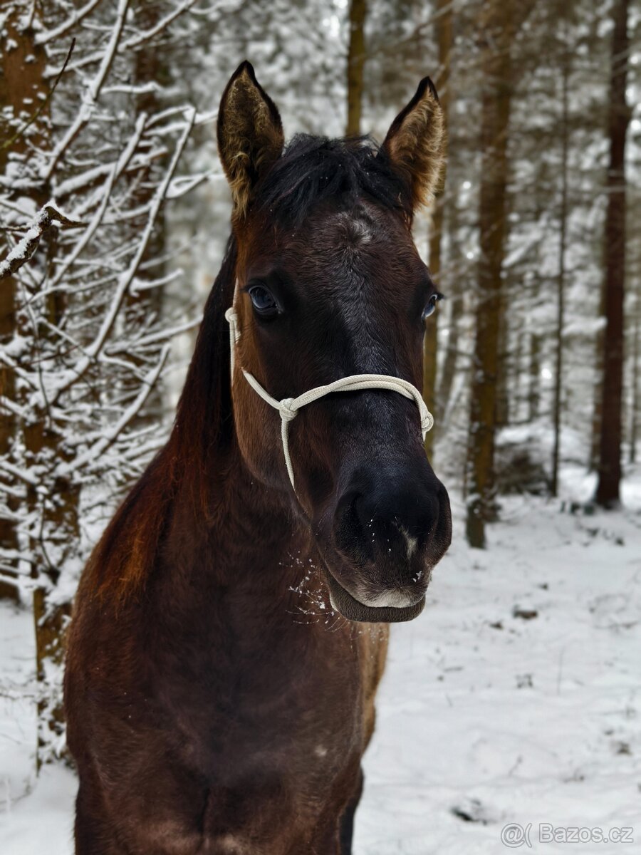 Krásná Grullo Klisna - 3