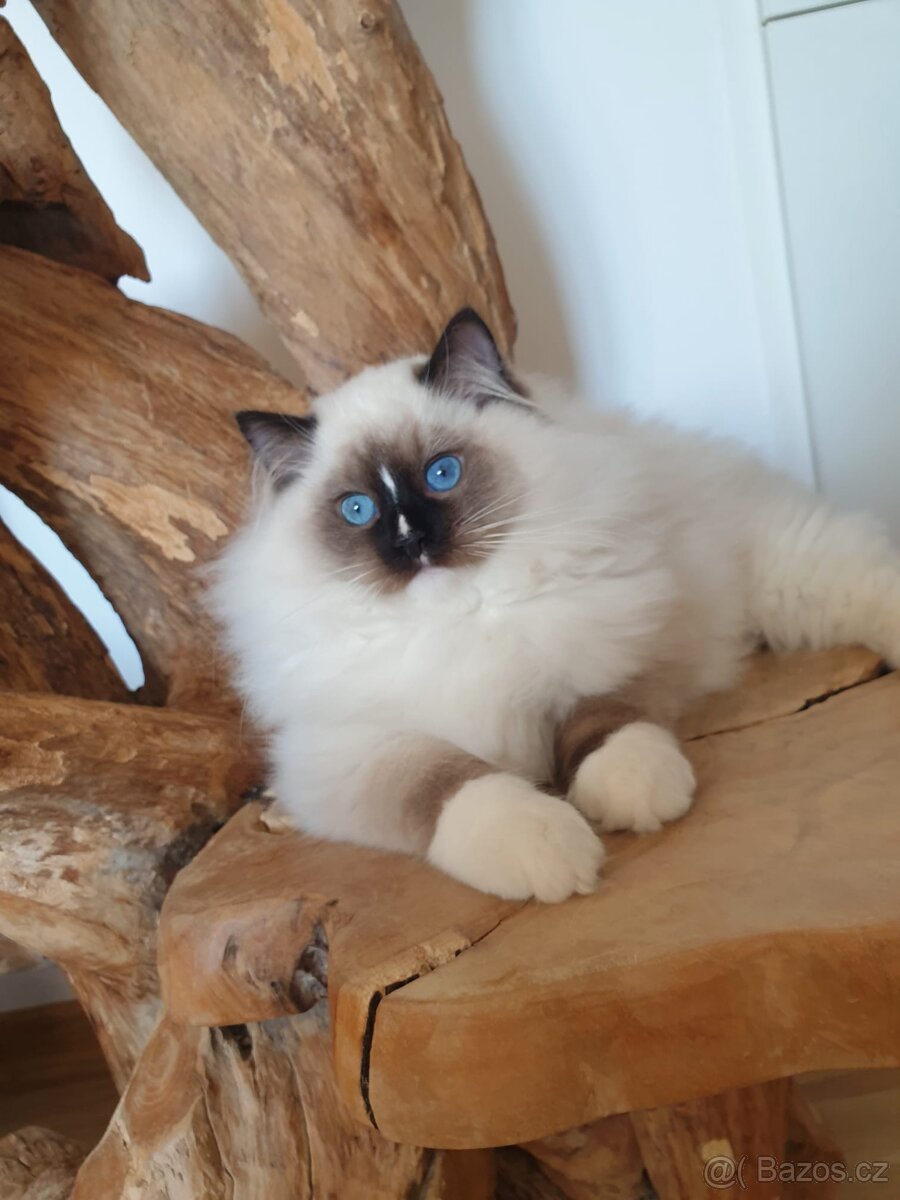 Ragdoll kocourek s PP - 3