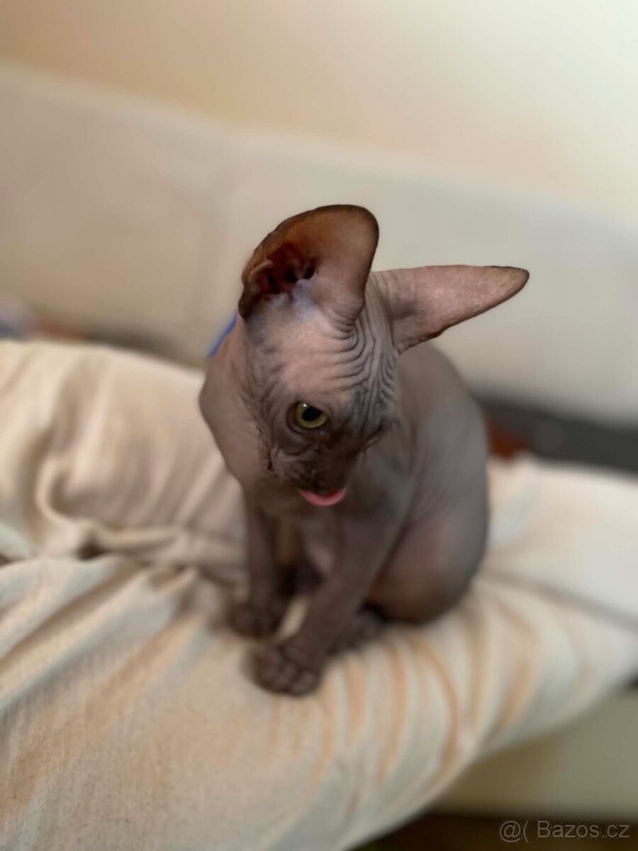 SPHYNX koťátko bez PP - 3