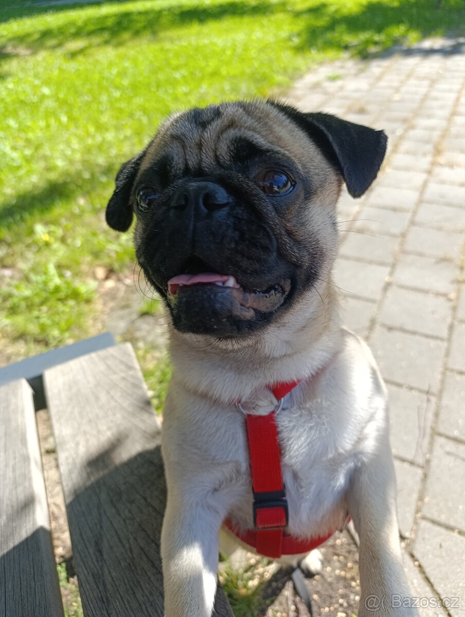 Hledáme fenku pro krytí - MOPS - 3