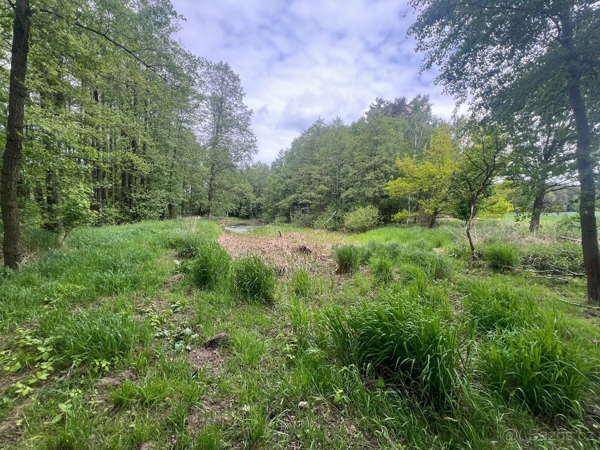 Prodáme pozemky o výměře 8.015m2, Studnice u Lodhéřova - 3