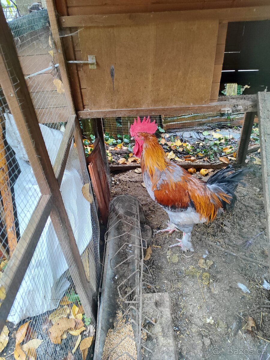 Maranský kohout - k odběru co nejdříve - 3