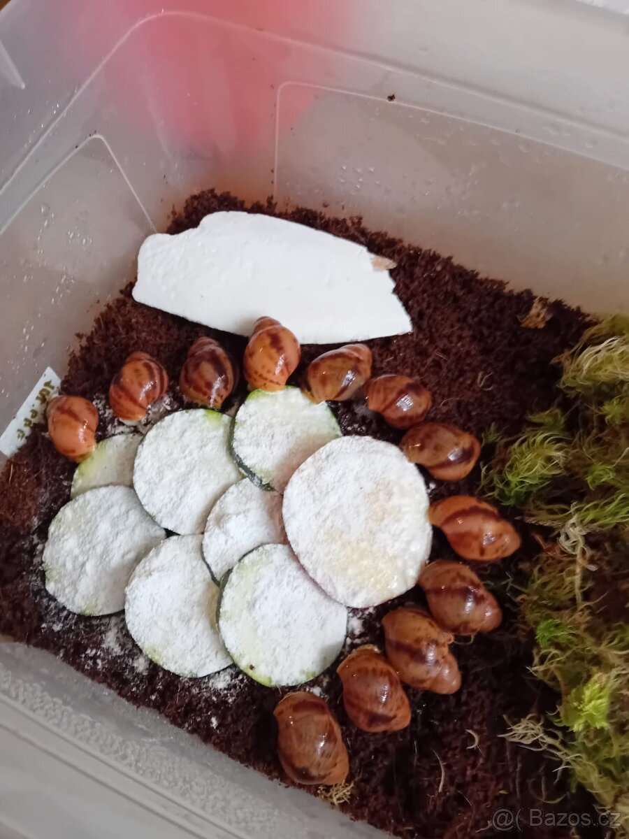 Africký šnek Archachatina Marginální suturalis - 3