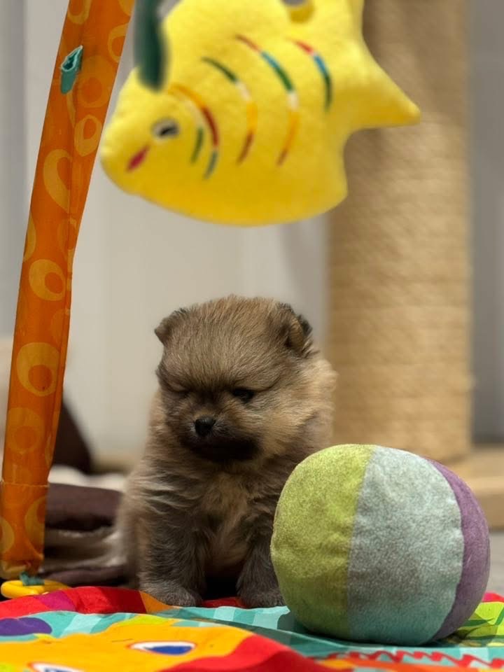 Pomeranian - luxusní štěňátka - 3