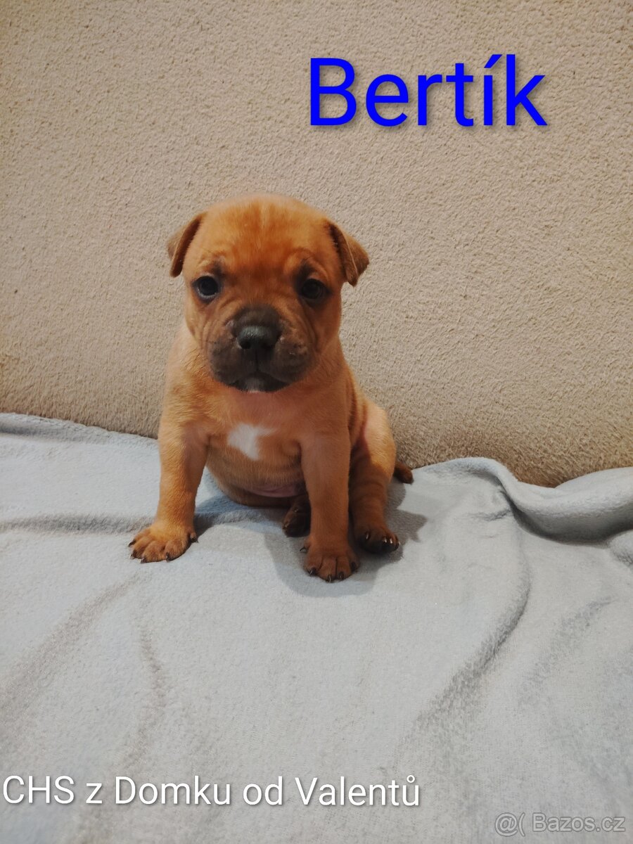 Štěňátka stafordšírský bulteriér s PP - 3