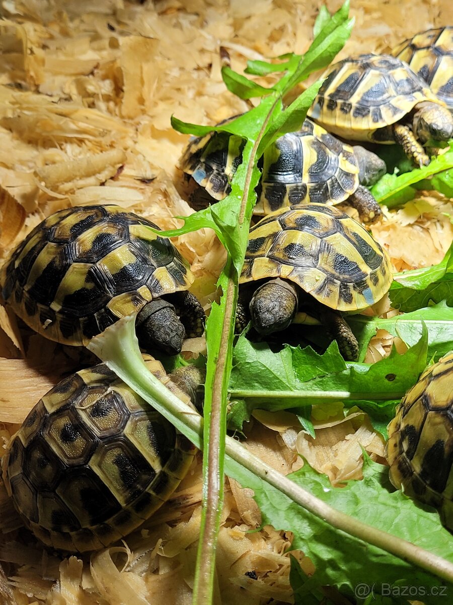 Želva žlutohnědá a zelenavá- letošní odchov - 3