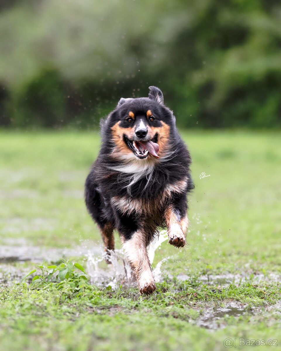 Austrálsky ovčák/krytie/ - 3