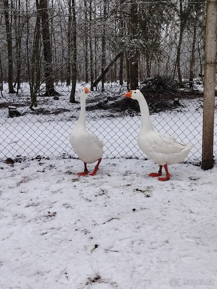 Husa česká královská - 3