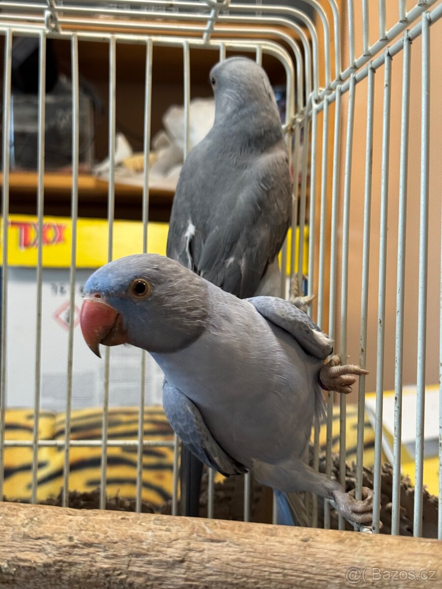 Alexandr malý- krotký - 3