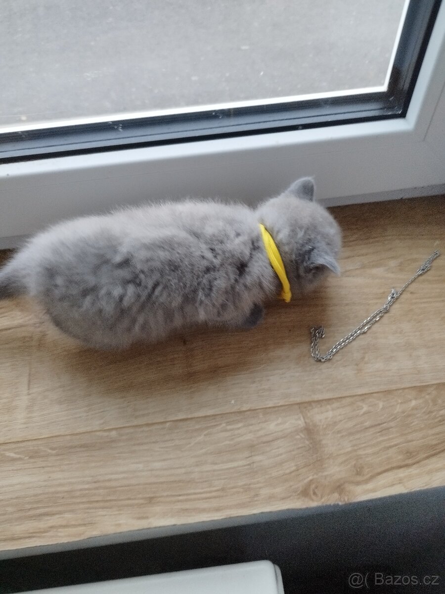 Prodám britská modrá koťátka - 3