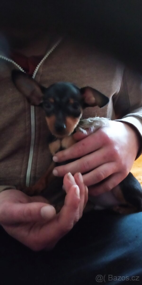 Trpasličí pinč - 3