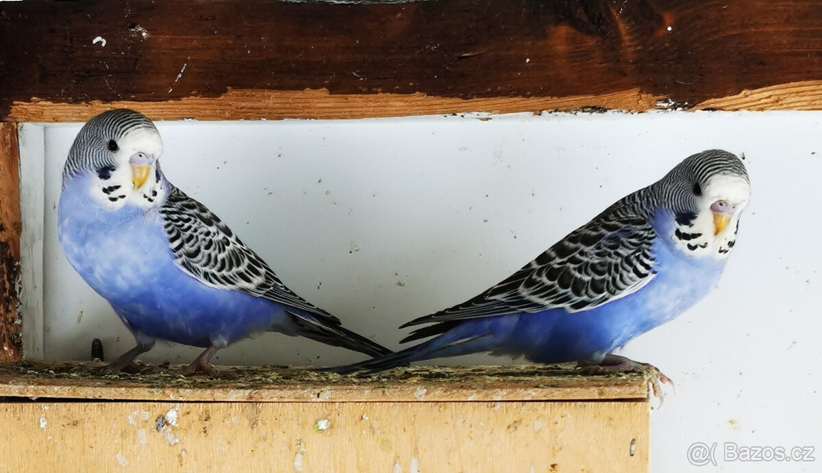 Andulka vlnkovaná 2025 po výstavních rodičích - 3