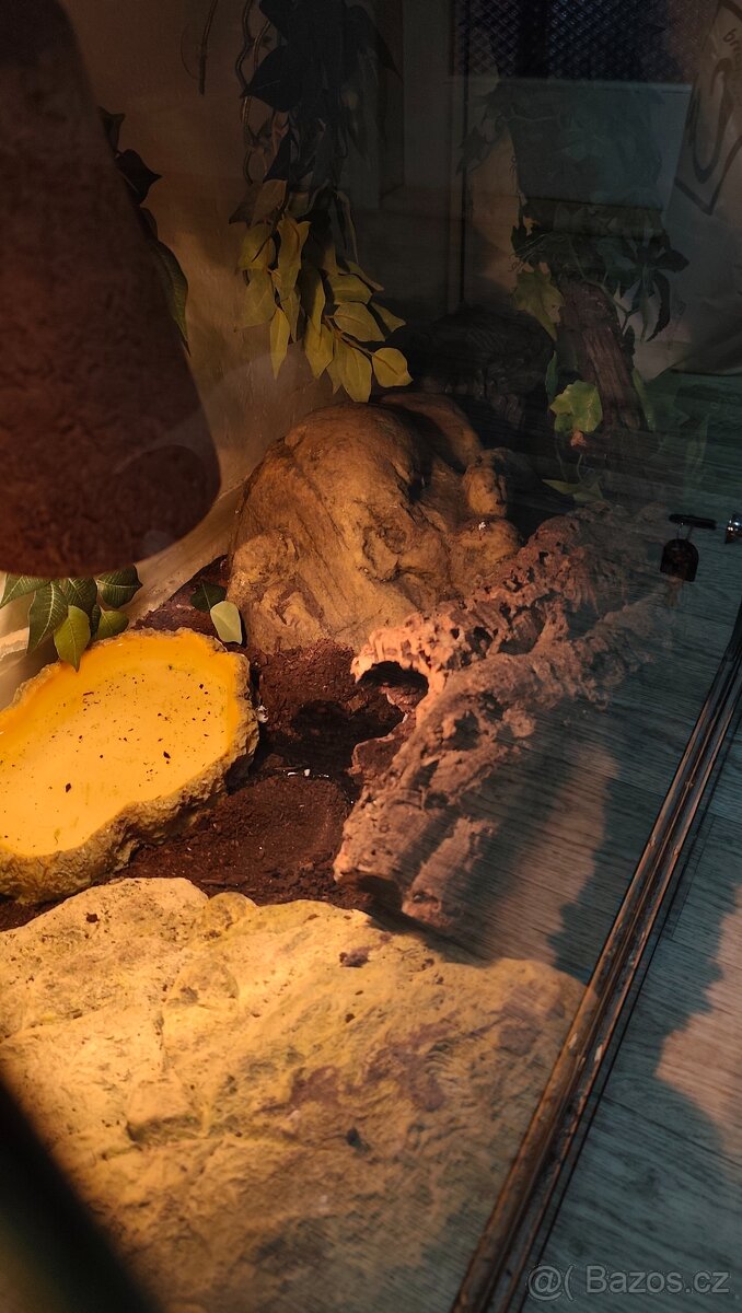 Krajta královská - 3