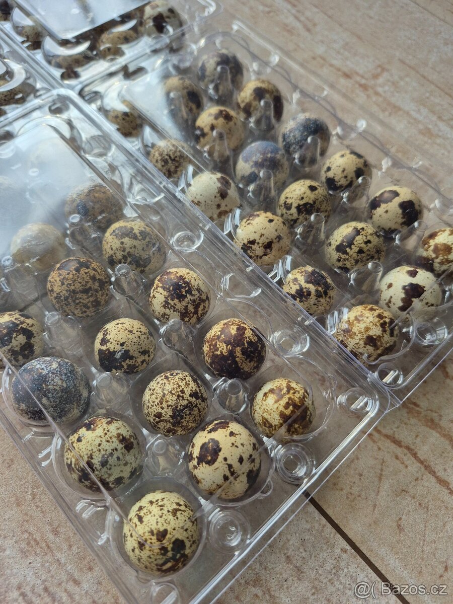Křeelčí vajíčka - 3