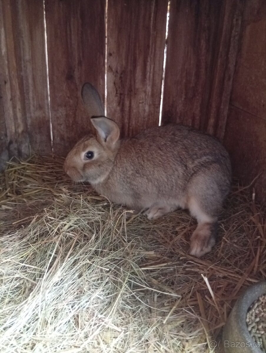 Králíci - 3