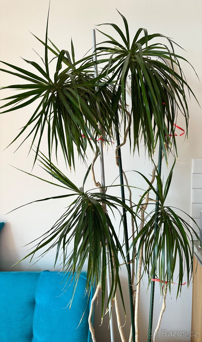 Prodám Dracenu 2m - 3