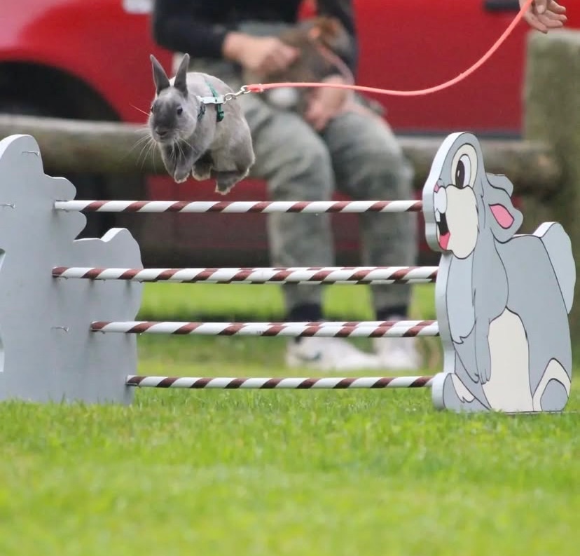 zakrslý králik - 3