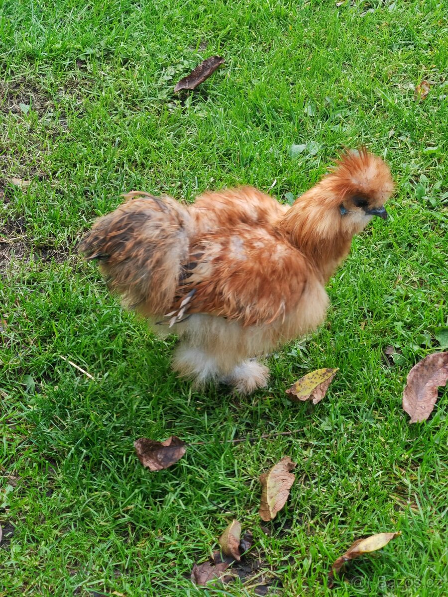 Kohouti hedvábnický - 3