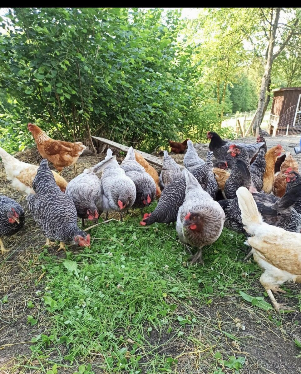 Domácí vejce z volnèho výběhu - 3