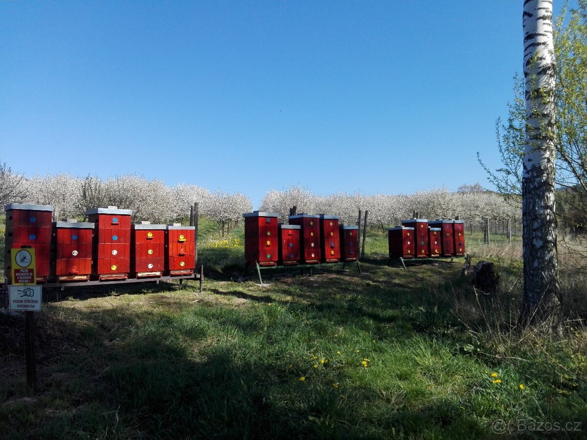 Vyzimované oddělky(včelstva) včely - 3