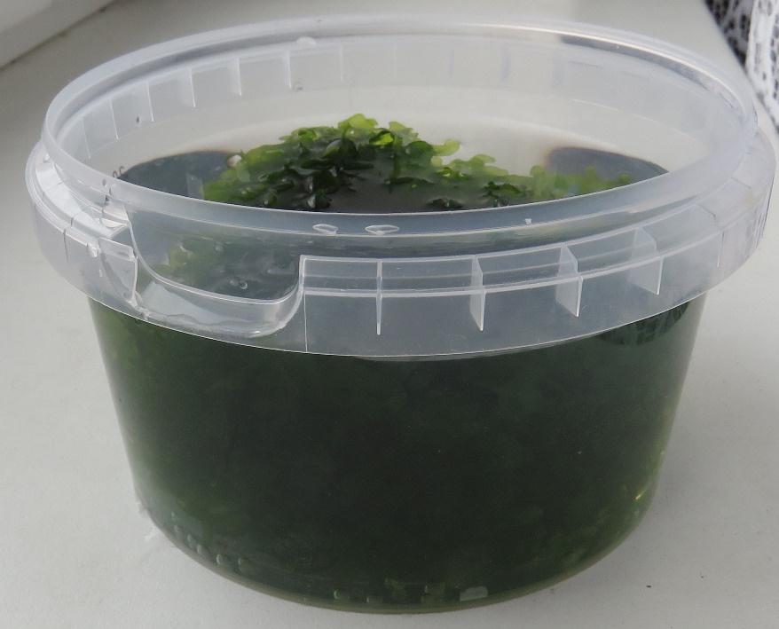 mech do akvária - 3