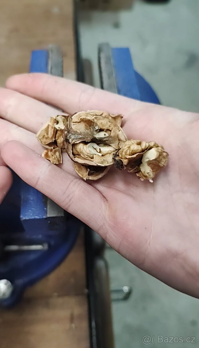 Vlašské ořechy 2025 - neloupané - 3