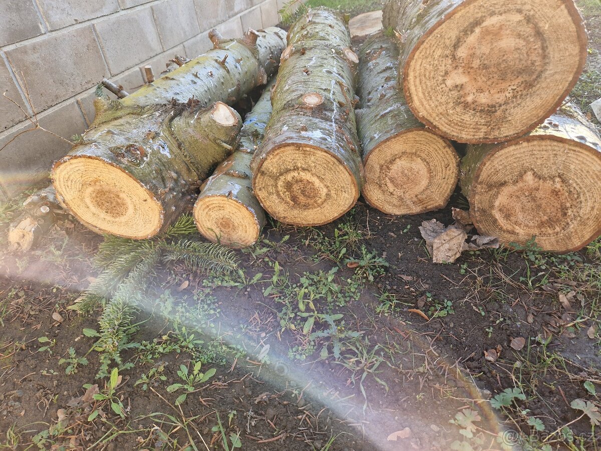 Smrk stříbrný, dřevo na topení. - 3