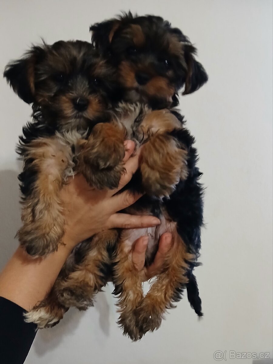 Jorkšírsky teriér - 3