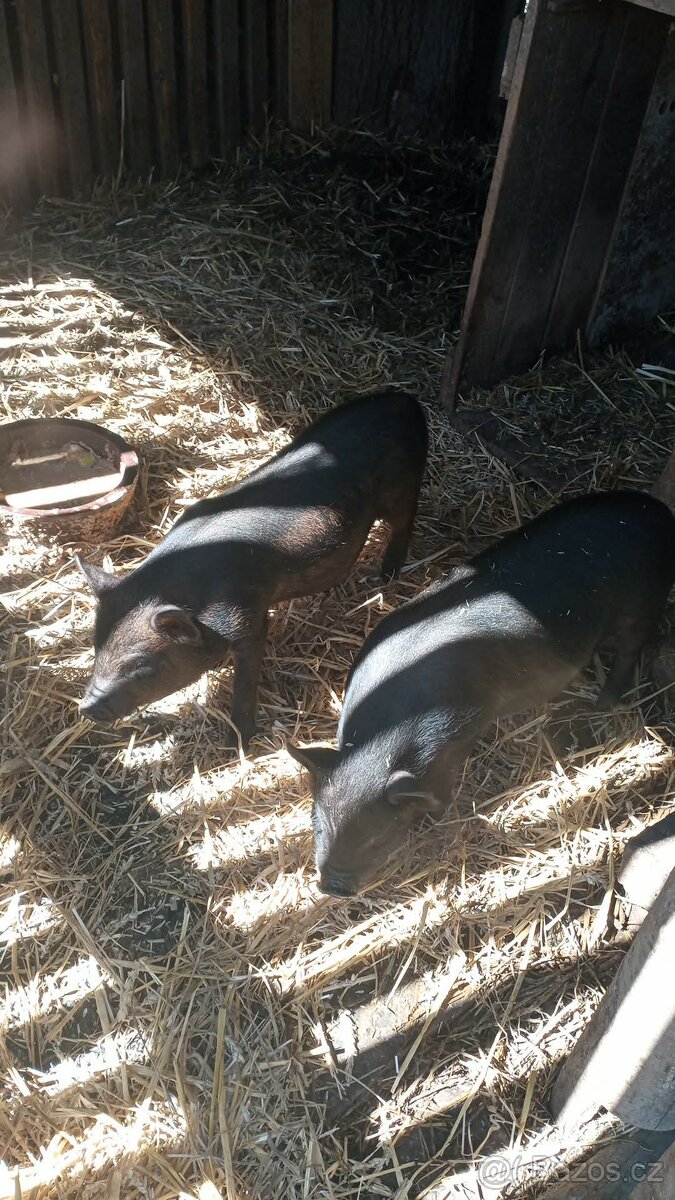 Kune kune - 3