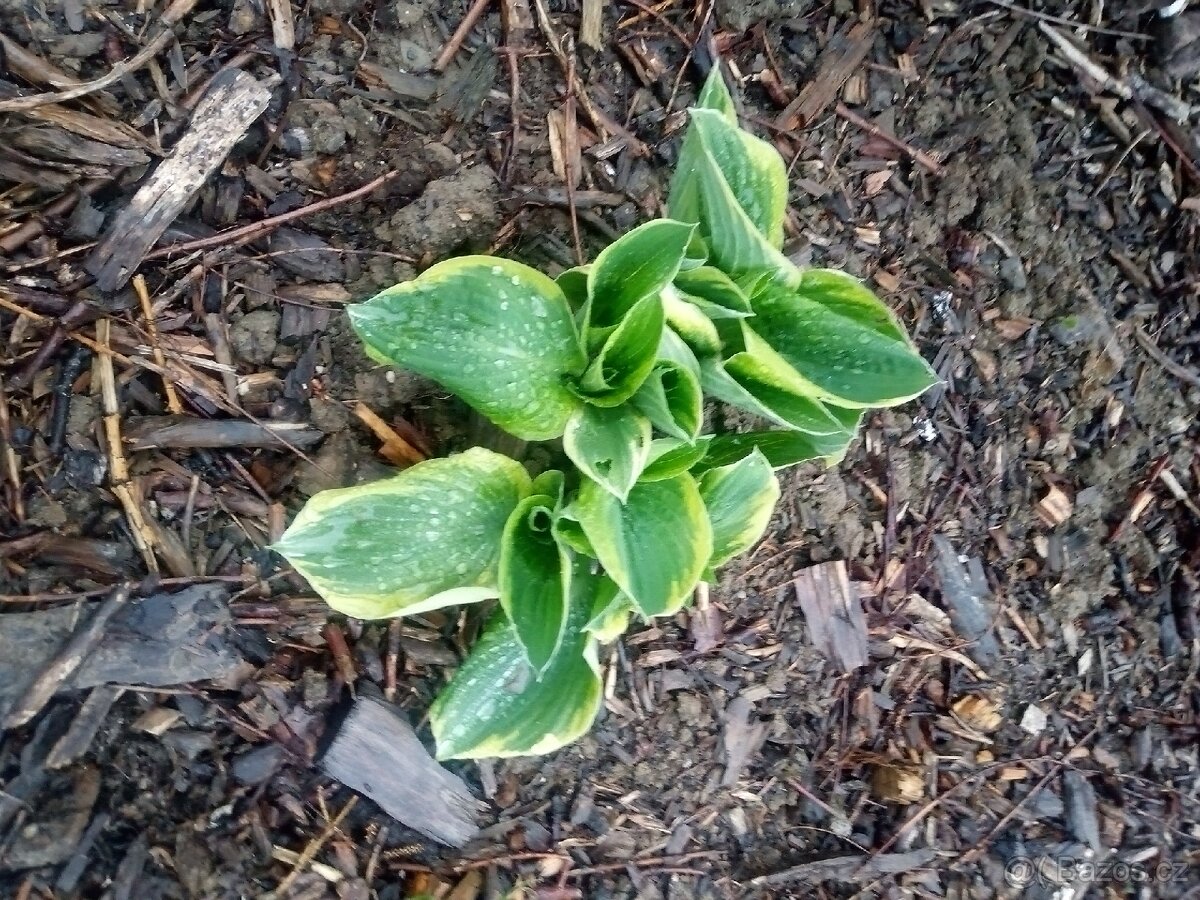 Bohyška ( hosta) - 3
