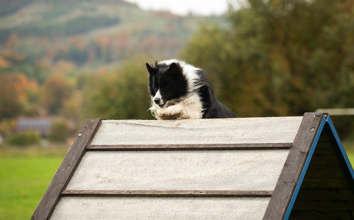 Border Kolie - ke krytí - 3