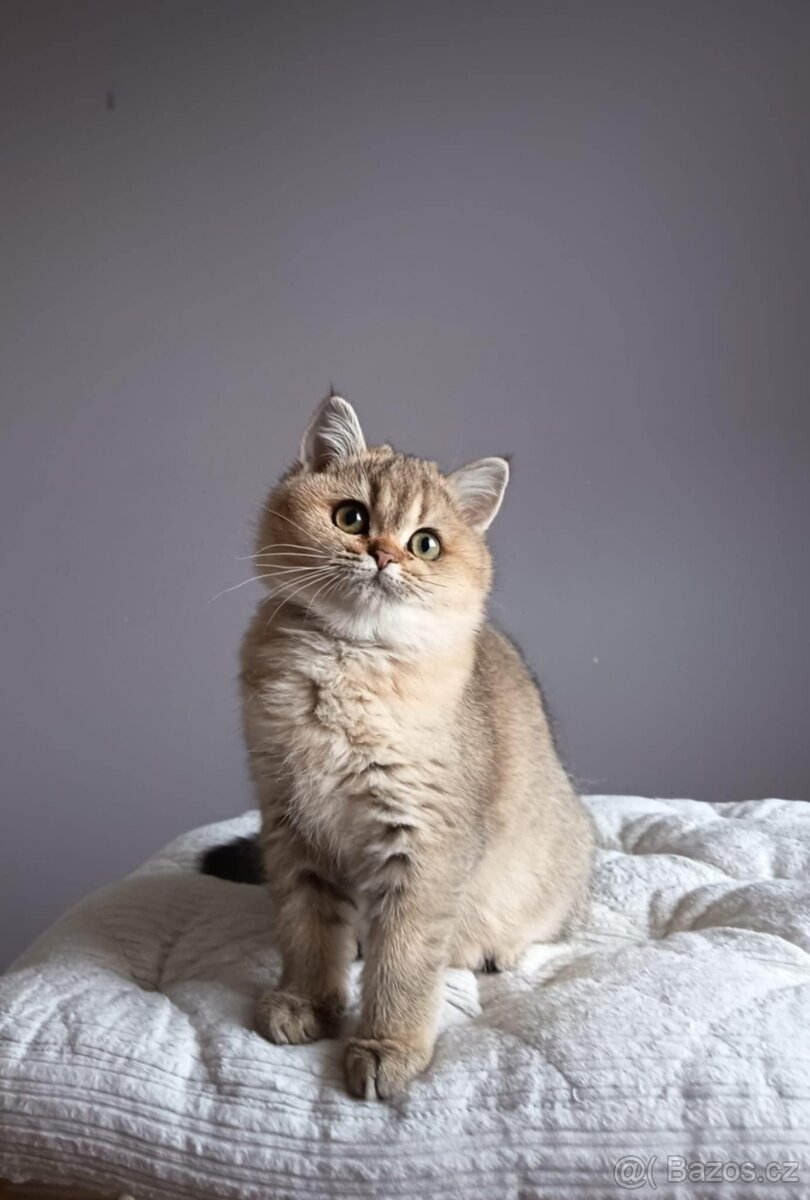 Koťátka britské kočičky s PP - 3