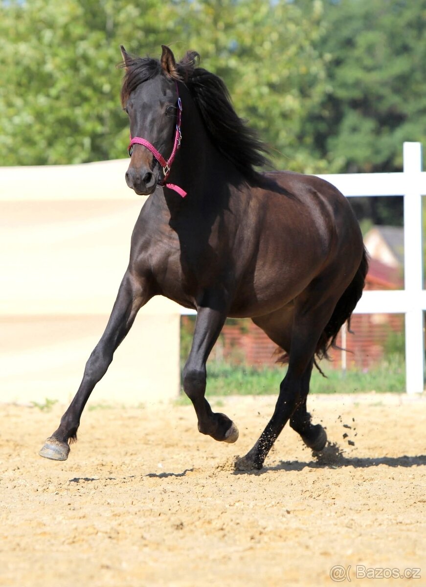 Z jara 3 letý valach Barock pinto - Frís - 3