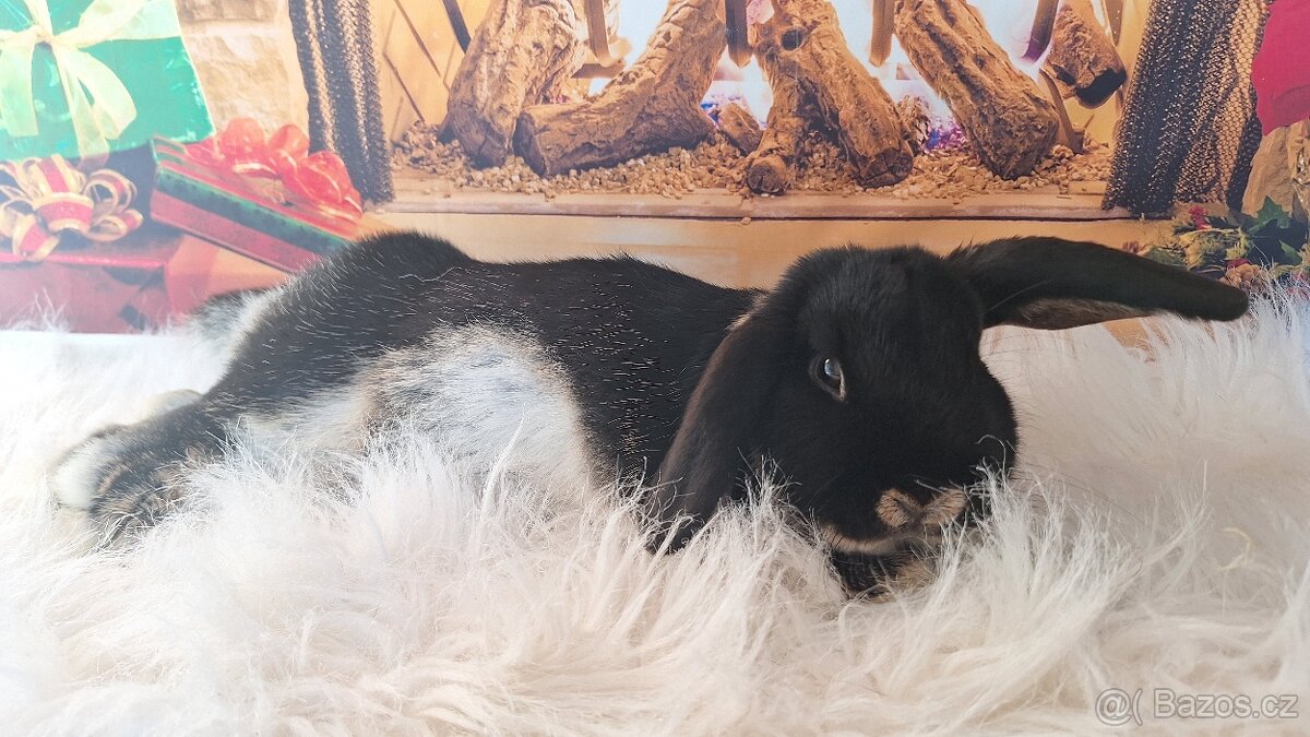 Zakrslý králík/ beránek vydří černá - 3