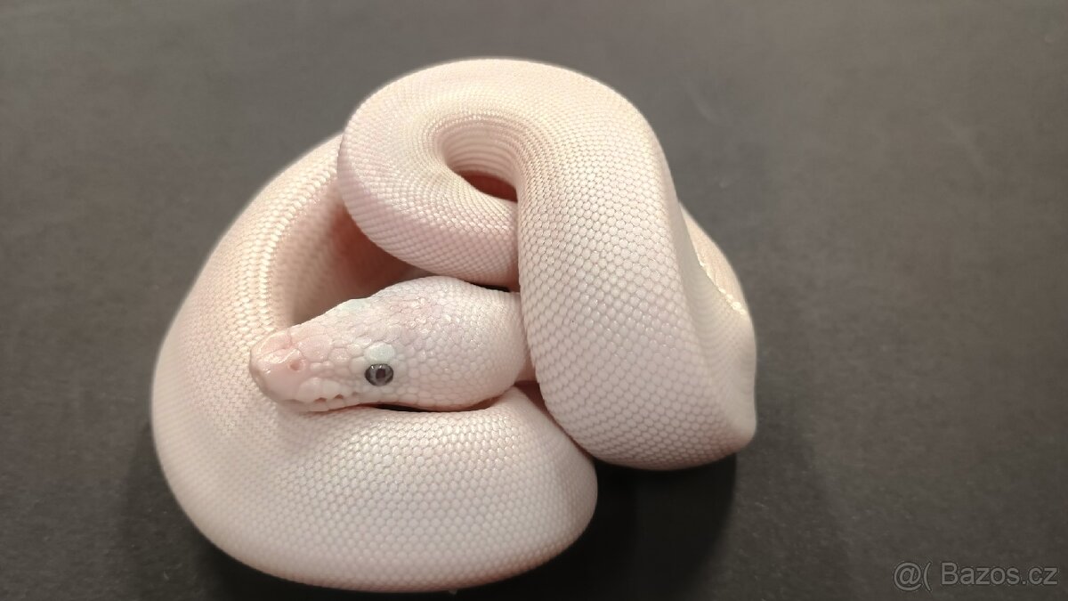 Krajta královská BEL - 3