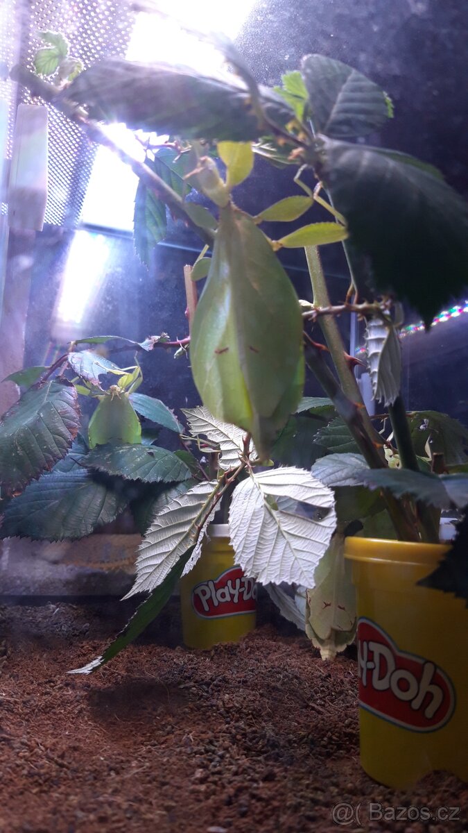 Strasilka lupenitka filipinska - 3