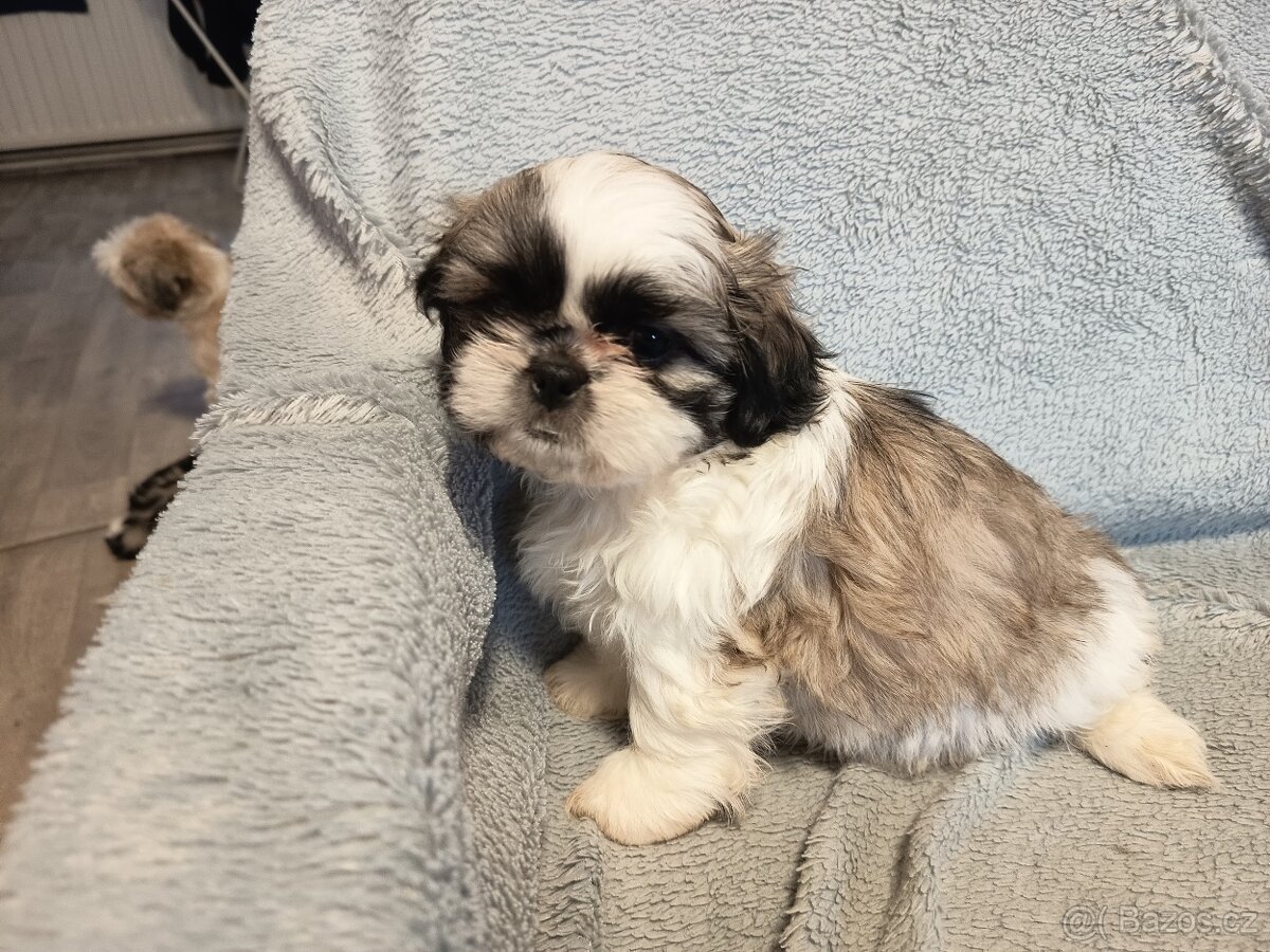 Štěňata shih-tzu - 3