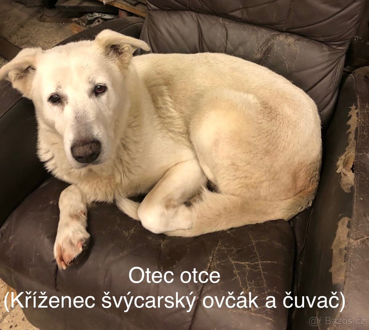 Kříženci Border kolie - 3