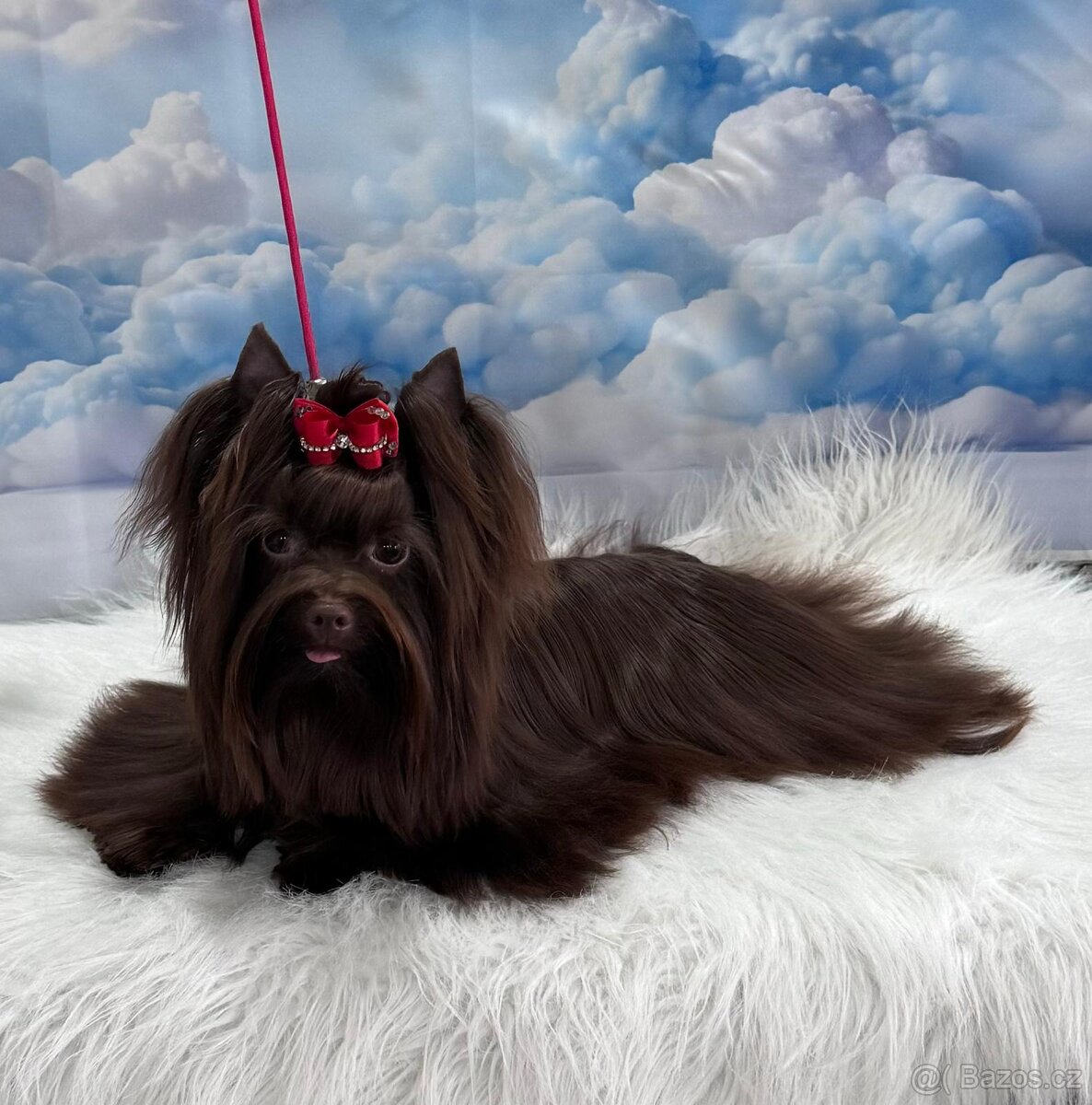 Chocolate yorkshire teriér ke krytí - 3