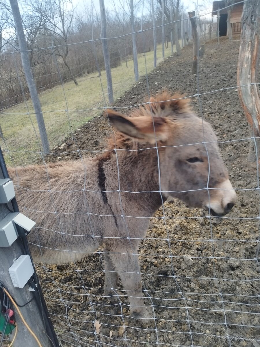 Osel,Oslice a Oslátko - 3