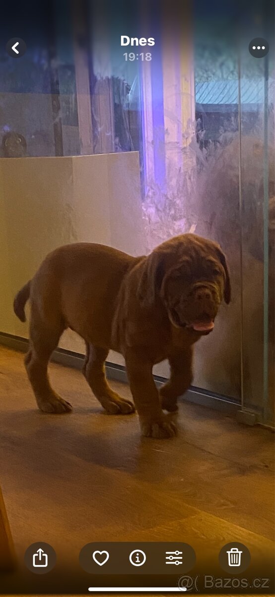 Bordeauxska doga s PP - 3