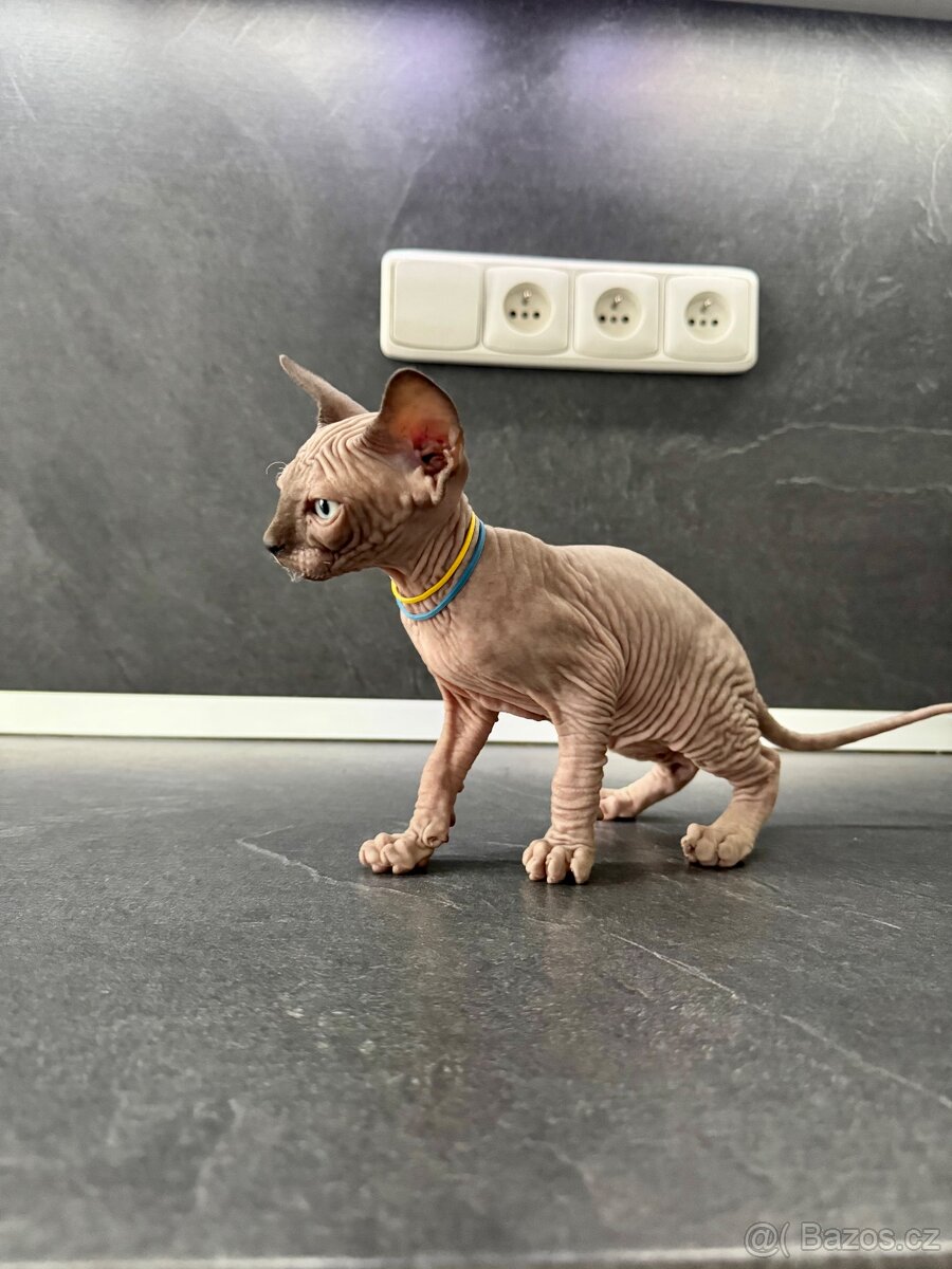 Sphynx - 3