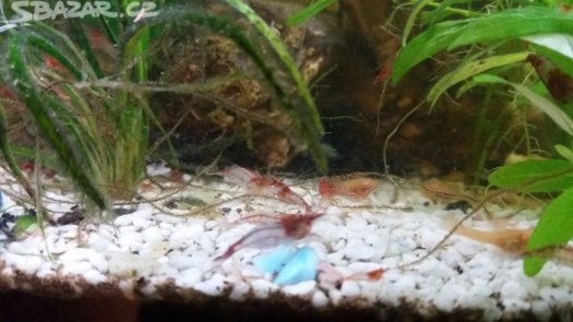 akvarijní rybičky - 3