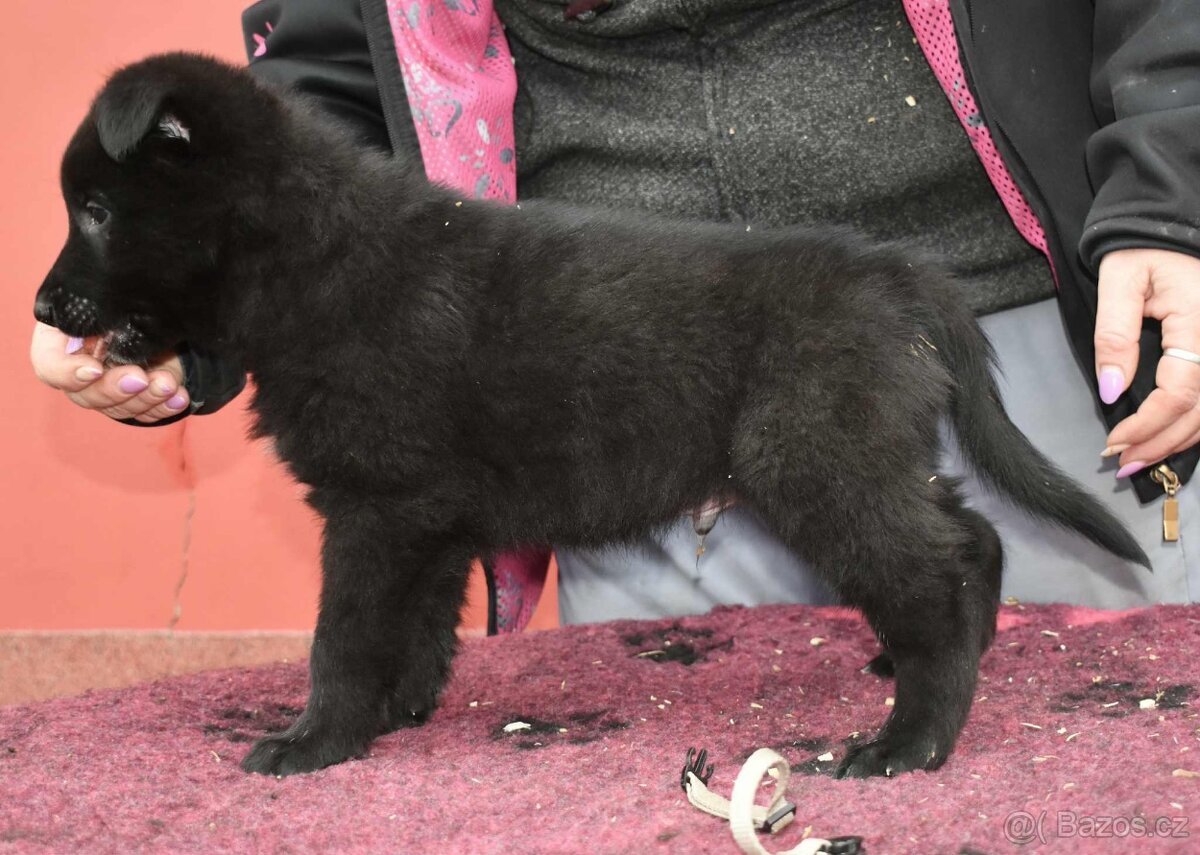 Belgický ovčák groenendael s PP - 3