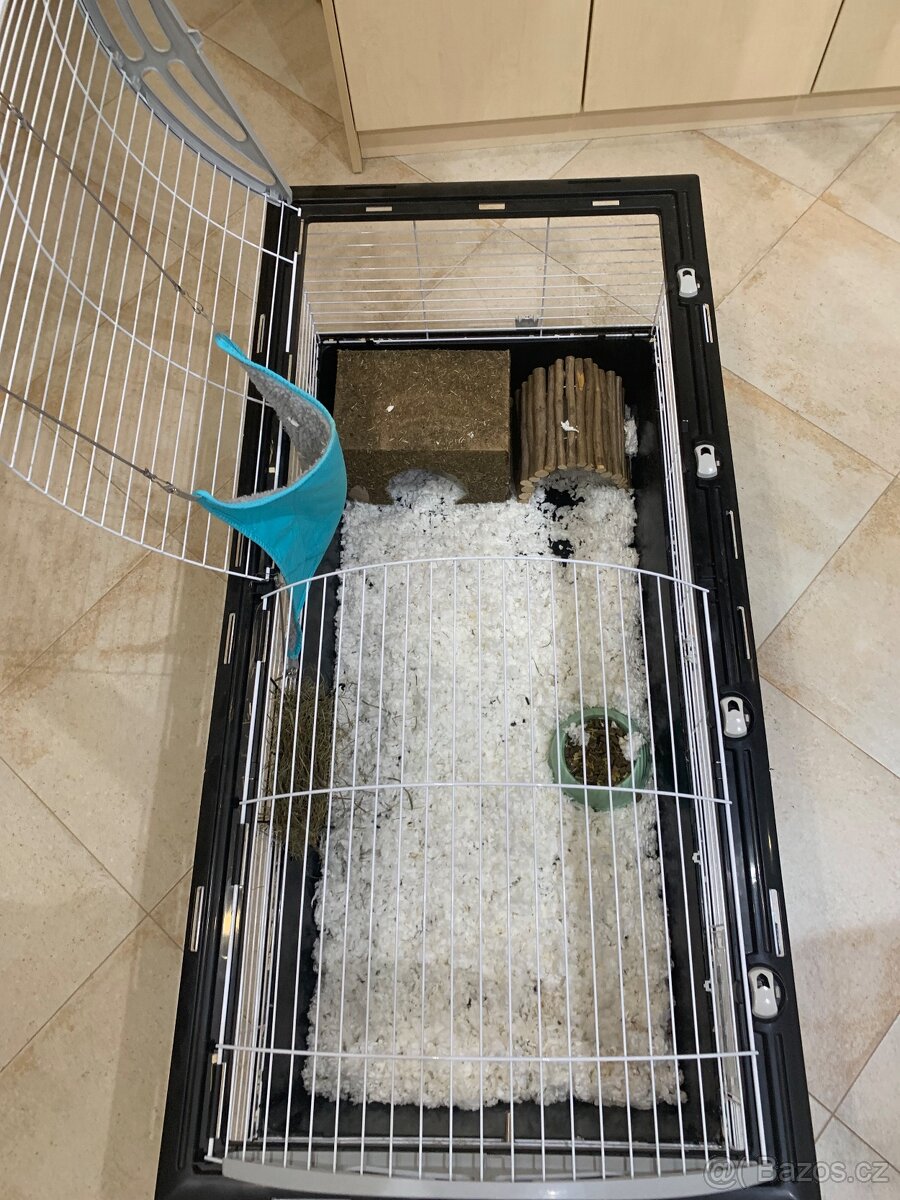 Morčata rozetky - dva samci Loki a Thor - 3