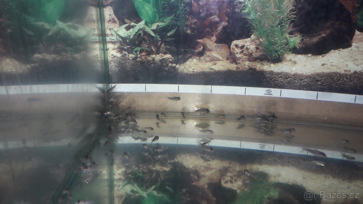Pancéřníček Adolfův - Corydoras Adolfoi - 3