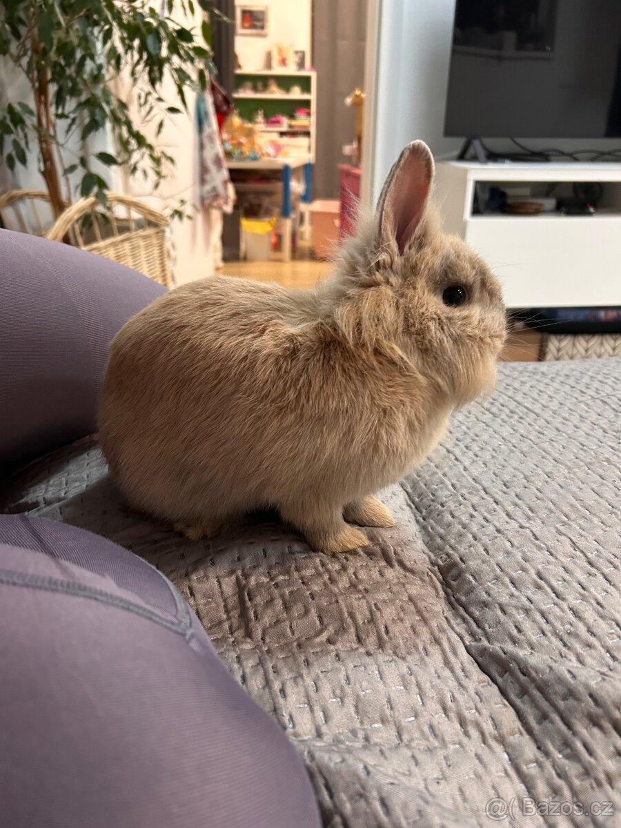 Zakrslý králík - 3
